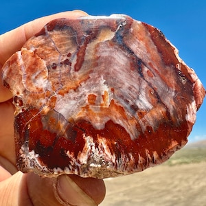 Petrified Wood Polished Round! Single Polished Side Rare Fossil Wood Agatized Petrified Wood With Incredible Vibrant Colors Patterns NV, USA