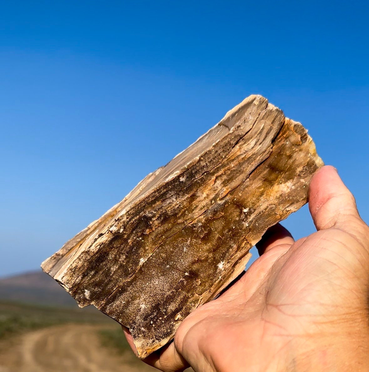 最高！キラキラ輝くパーミネラライズド珪化木！希少で美しい！倫理的に