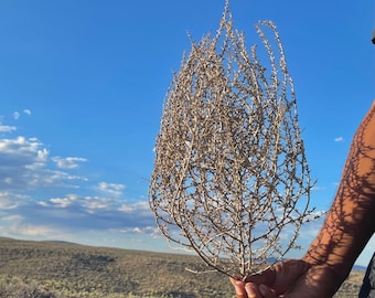 Small Size Tumbleweed Hand Foraged Natural Desert Tumbleweed Small Size Ethically Sourced USA.