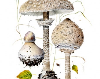 Lepiota Procera Botanical Fine Art Print