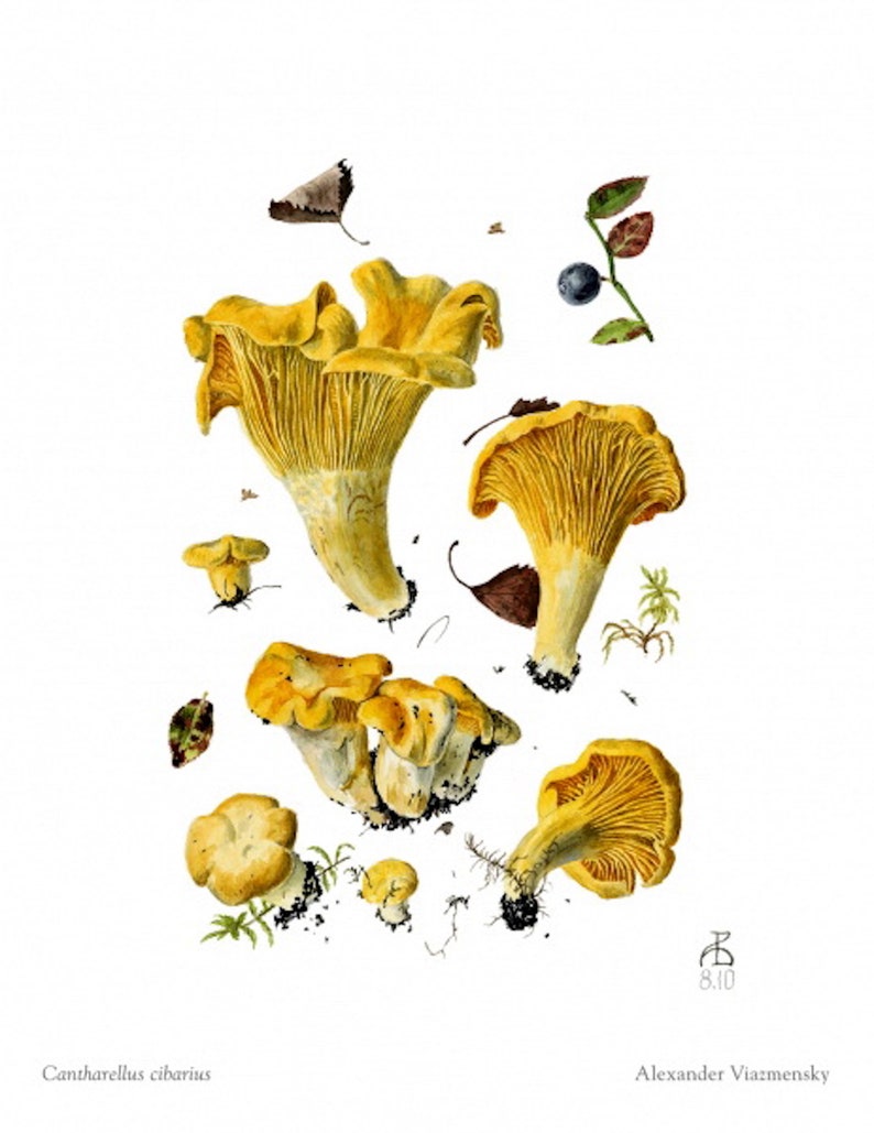 Cantharellus cibarius Botanical Fine Art Print image 1