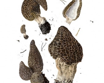 Morchella Elata Botanical Fine Art Print