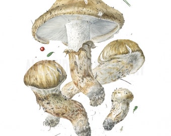 Tricholoma Magnivelare (White Matsutake) Botanical Fine Art Print