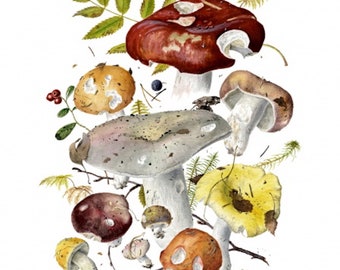 Russula Bouquet III Botanical Fine Art Print