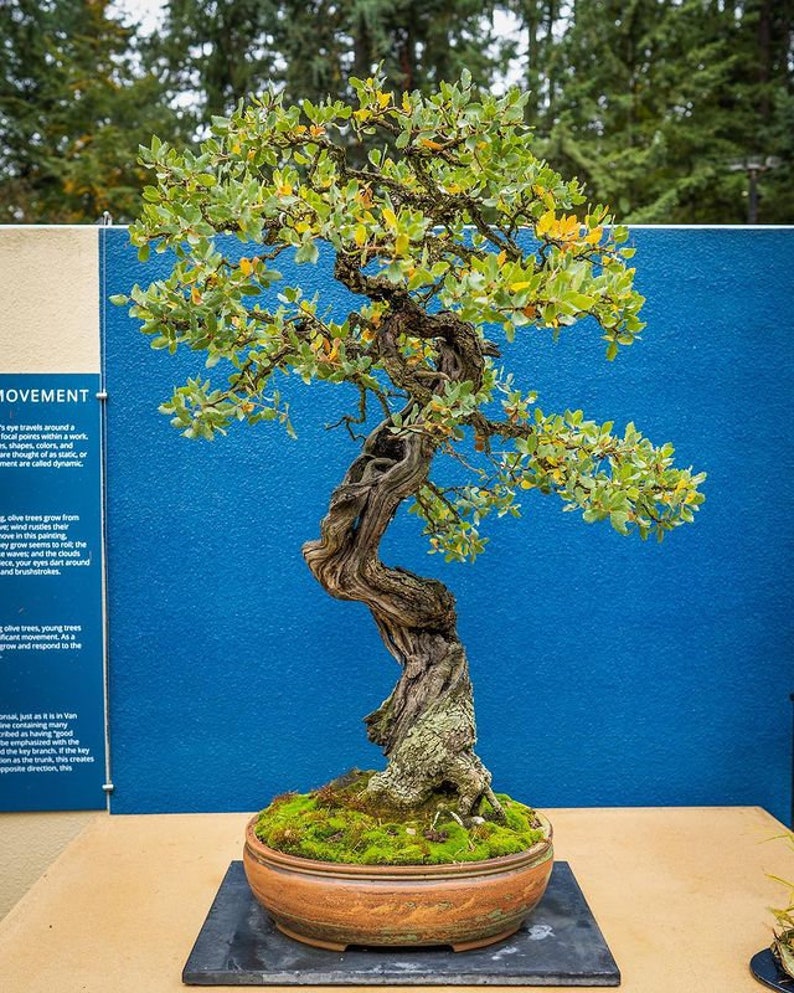 Bonsai Green Weeping Willow Tree Coupe du tronc épais | Etsy