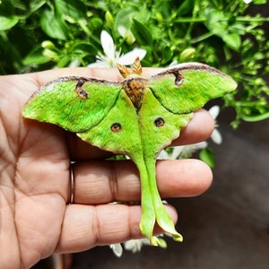 Green Luna Moth pendant, Custom Handmade Pendant, Butterfly jewelry, Hand Painted Luna Moth Pendant, realistic pendant, handmade jewelry