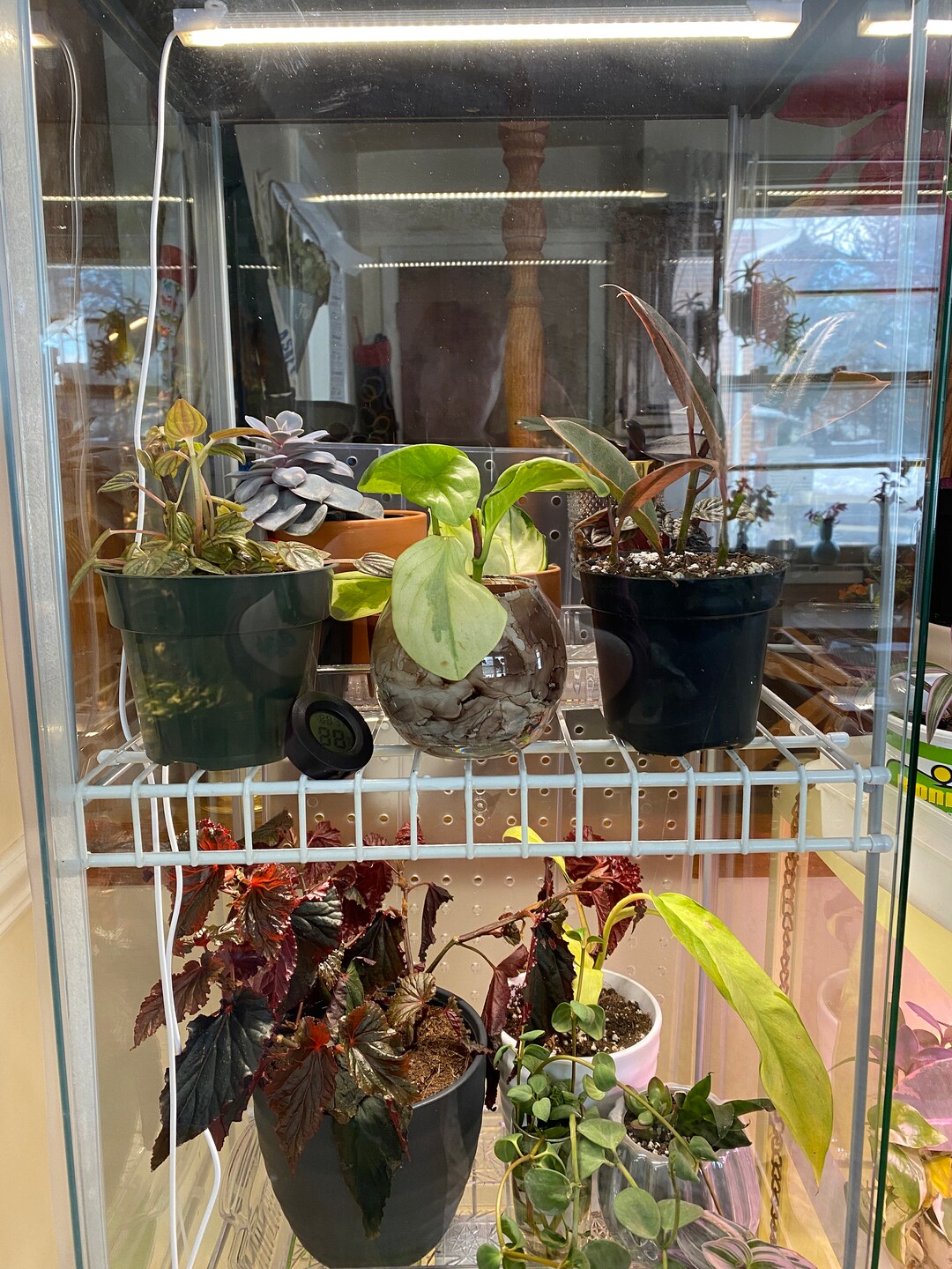 Detolf Shelf Kit includes 3 Shelves for DIY Ikea Greenhouse