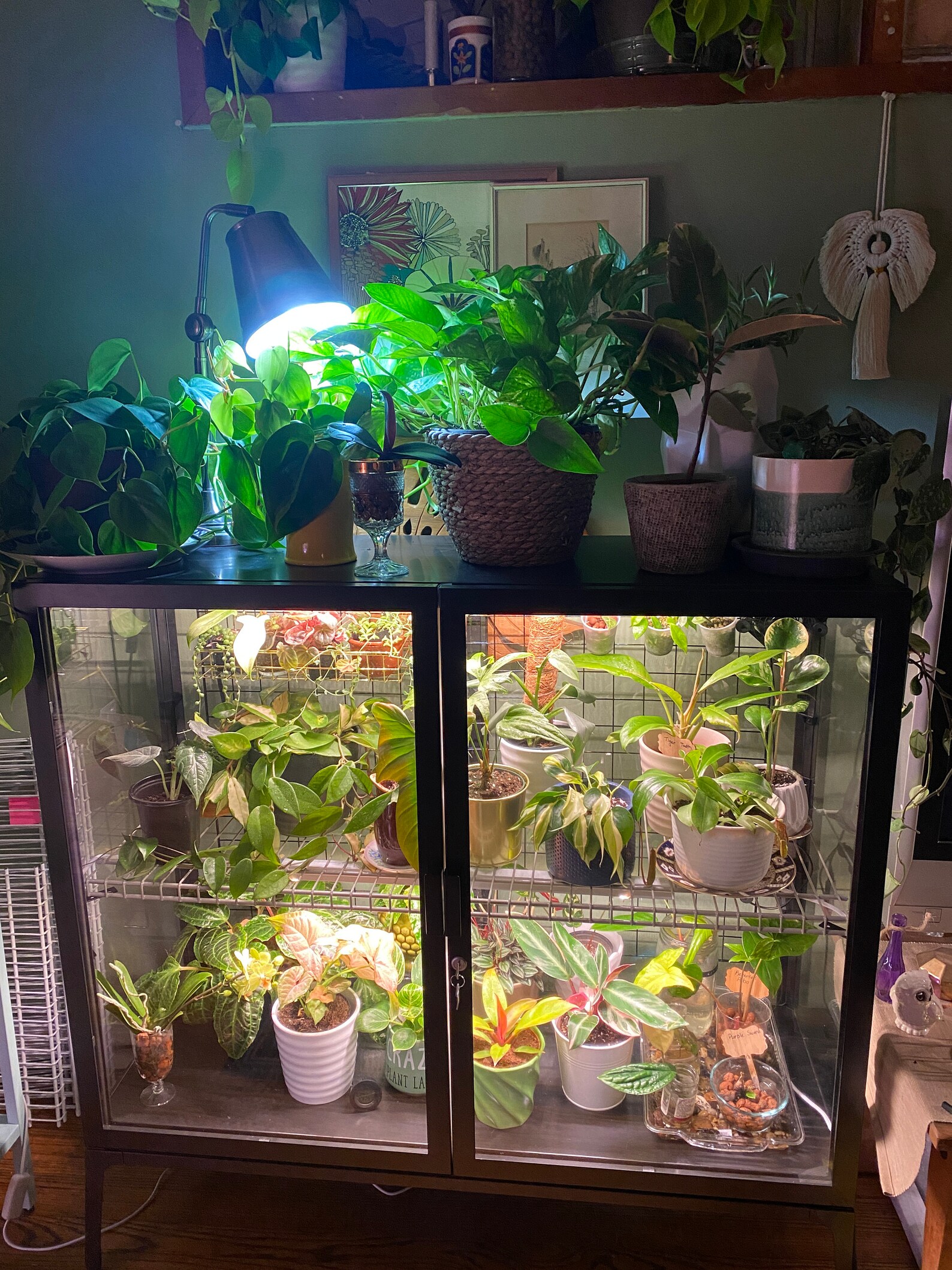 Wide Milsbo Shelf Kit for DIY Ikea Greenhouse Modification READ