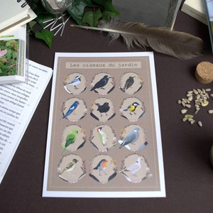Affiche Illustration v1 "Les oiseaux du jardin" A4-A5