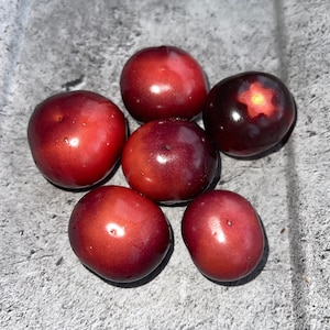 Antho Violet Cherry Tomato Seeds fruitige zoete variëteit met hoge opbrengst