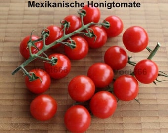 15 Mexikanische Honigtomaten Samen süße ertragreiche Sorte Miel de Mexique