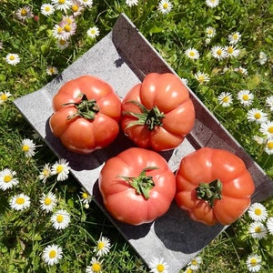 15 seeds Monte Rosa tomato up to 400 grams tomatoes Mediterranean fruity sweet