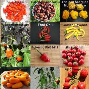 20 varieties of chili seeds Carolina Reaper, Bhut Jolokia, Habanero, Trinidad Scorpion Moruga, Peter Pepper, Chiltepin, Jalapeno . 10 each