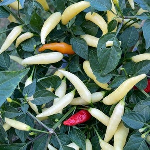 Aji Omnicolor Chili Seeds high-yielding variety from Peru with a beautiful play of colors Capsicum Baccatum 10 Seeds