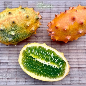 Kiwano African Horned Cucumber Seeds Cucumis Metulliferus Cucumber Melon Horned Melon Seeds