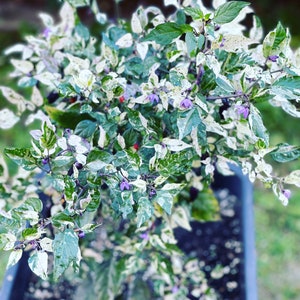 Trifetti Variegata Chili Seeds beautiful plant with white purple green foliage