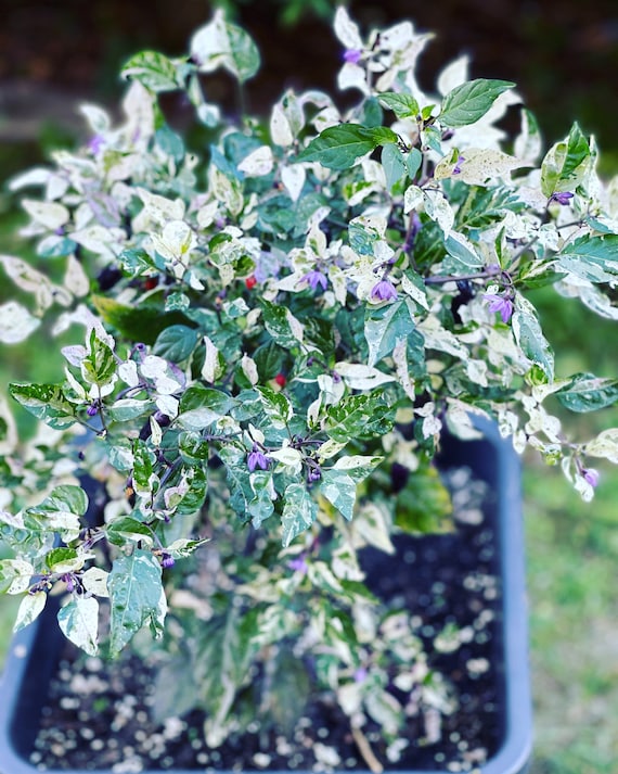 Trifetti Variegata Chili Seeds Beautiful Plant With White Purple Green  Foliage - Etsy Finland