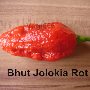 Bhut Jolokia Chili 15 seeds super hot chilli variety from India Ghost Pepper red
