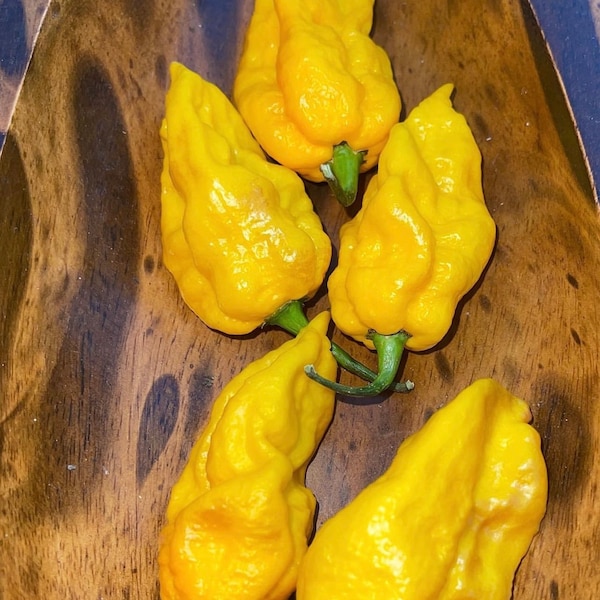 Naga Dorset orange chilli seeds Extremely hot chili good aroma high yield