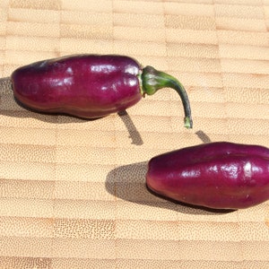 Pimenta da Neyde very hot black chili with black foliage 10 seeds