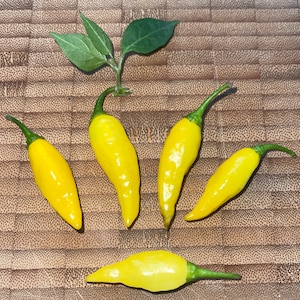 Aji Mochero Chili Seeds Hoogproductieve variëteit uit Peru 10 zaden