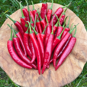 Cayenne red chilli 15 seeds high-yield, medium-hot variety Cayenne pepper 15 seeds