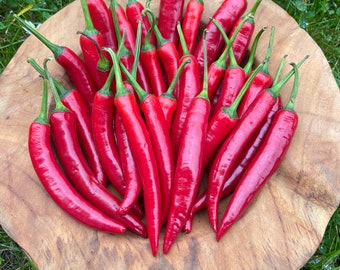 Cayenne red chilli 15 seeds high-yield, medium-hot variety Cayenne pepper 15 seeds