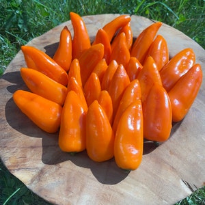 Snack paprika orange 20 seeds sweet precocious variety for snacking orange 20 seeds