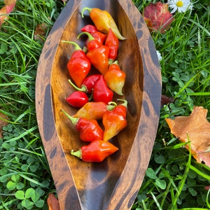 Scarlet Lantern Peru Chili Samen mit schönem Farbspiel und ordentlich Schärfe