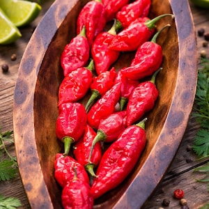 Semi di peperoncino Aji Limo Rojo: varietà ad alta resa dal Perù con una splendida variazione di colore