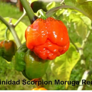 Trinidad Scorpion Moruga Red Chili Seeds super hot chili variety 2 000 000 SHU 15 Seeds