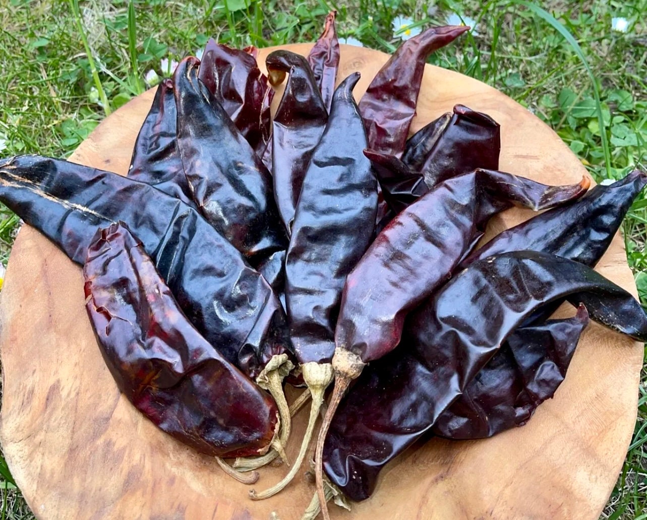 Guajillo Chili Seeds mild chili with fruity spiciness 10 seeds