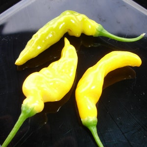 Aji Pineapple Chili Seeds, a high-yielding variety from Peru with pineapple flavor