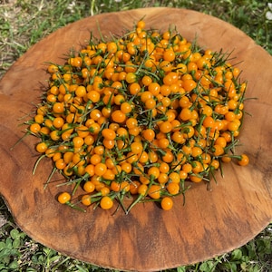 Aji Charapita 10 seeds wild chili from Peru most expensive chili in the world