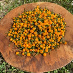 Aji Charapita 1000 Seeds Wild Chili from Peru 1000 Seeds