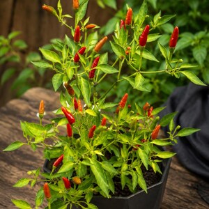 Könnte beinhalten: Eine Topfpflanze mit leuchtend roten und orangen Chilischoten. Die Pflanze hat grüne Blätter und steht in einem schwarzen, geometrischen Topf. Der Hintergrund ist eine Holzoberfläche und grünes Laub.