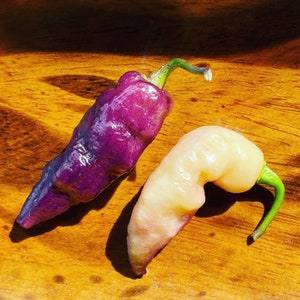 Pink Tiger Chili seeds are a cross between Bhut Jolokia and Pimenta da Neyde Seeds