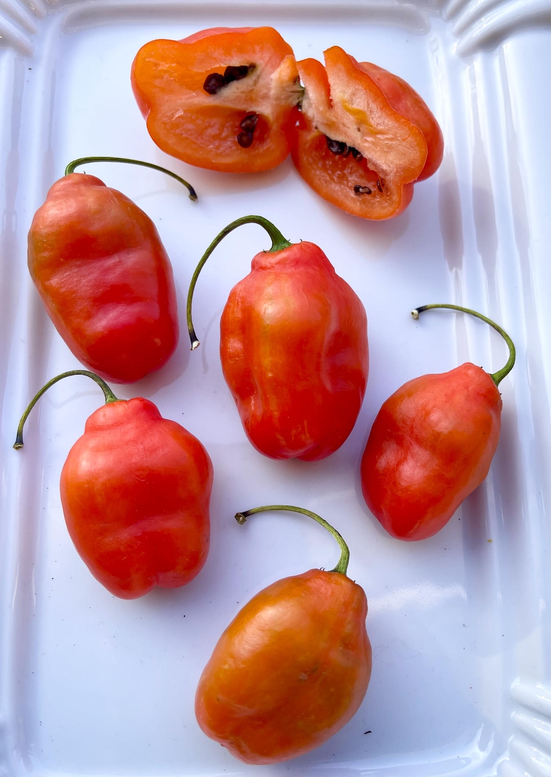 Rocoto Cabe Gondol Chili Seeds Tree Chili C Pubescens From Indonesia ...