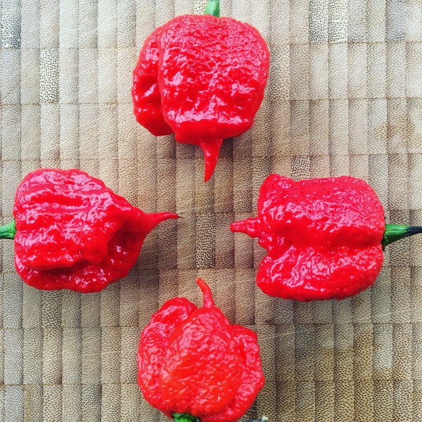 20 Carolina Reaper HP22B Samen Weltrekord Chili bis zu 2,2 Mio Scoville