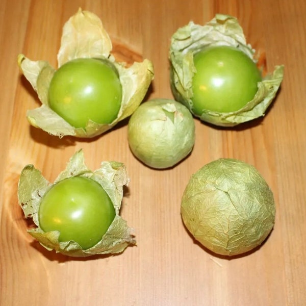 25 Samen Tomatillo Verde (Physalis ixocarpa) mexikanische Spezialität Seeds