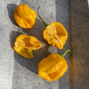 Brainstrain 7 Pot Seeds Super Hot Chili Variety