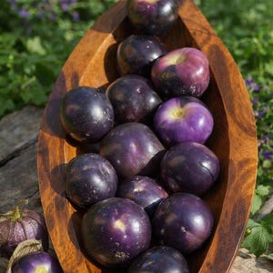 25 semillas de Tomatillo Morado (Physalis ixocarpa), una especialidad mexicana, semillas moradas