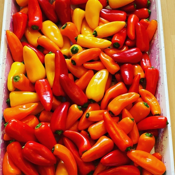 100 Semillas De Mini Pimiento Dulce - Campana Roja, Amarilla Y Naranja - Dulce Fresa Dulce - Pleno Sol