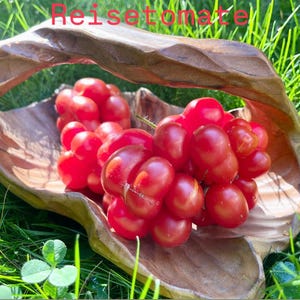 Transylvania Tomato Seeds, an old variety with separate chambers