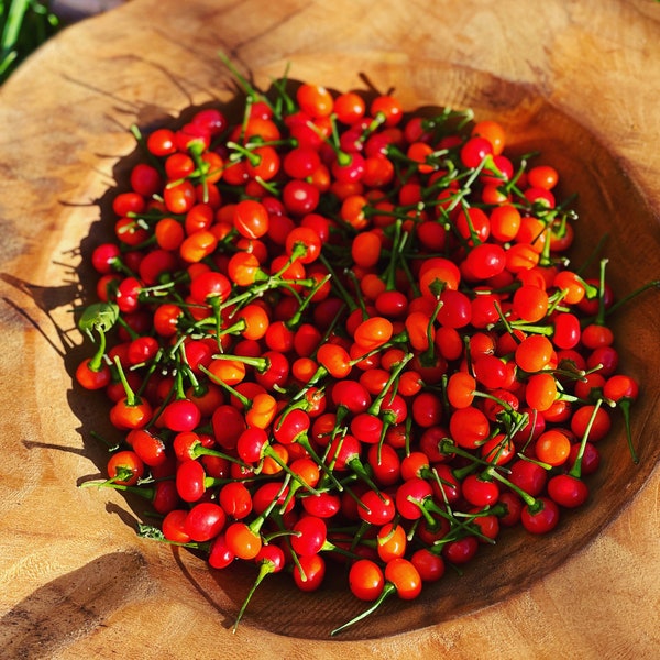 Aji Charapita rot Samen wilder Chili aus Peru teuerste Chili der Welt