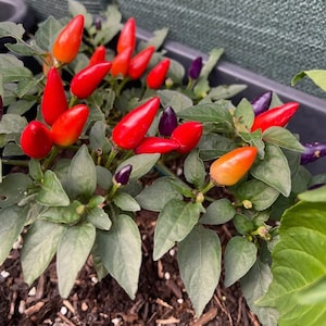 Aurora Chili Seeds houseplant colorful ripening very decorative Seeds