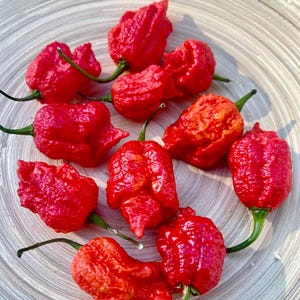 Puede incluir: Un conjunto de pimientos Carolina Reaper, de color rojo brillante y arrugados, con tallos verdes, dispuestos sobre un plato gris claro. Los pimientos tienen una forma irregular distintiva y una textura brillante.