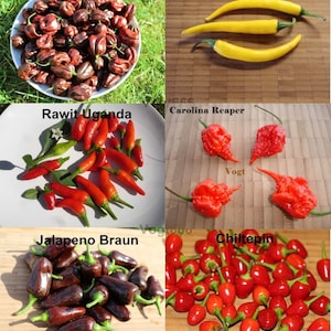 6 tipi di semi di peperoncino Carolina Reaper, Habanero, Jalapeno, Cajenne. 10 pezzi di semi ciascuno. (2)