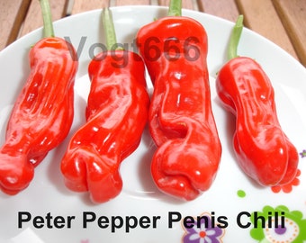 10 Seeds Peter Pepper YELLOW Heirloom Hot XXX chili Hilarious Rare unique Gift! 