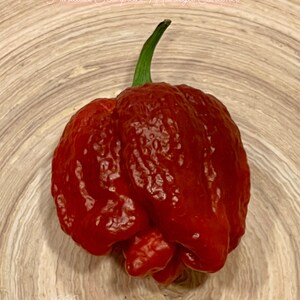 Trinidad Scorpion Moruga Caramel Chili Seeds Super Hot Chili Variety 2000000 SHU Seeds